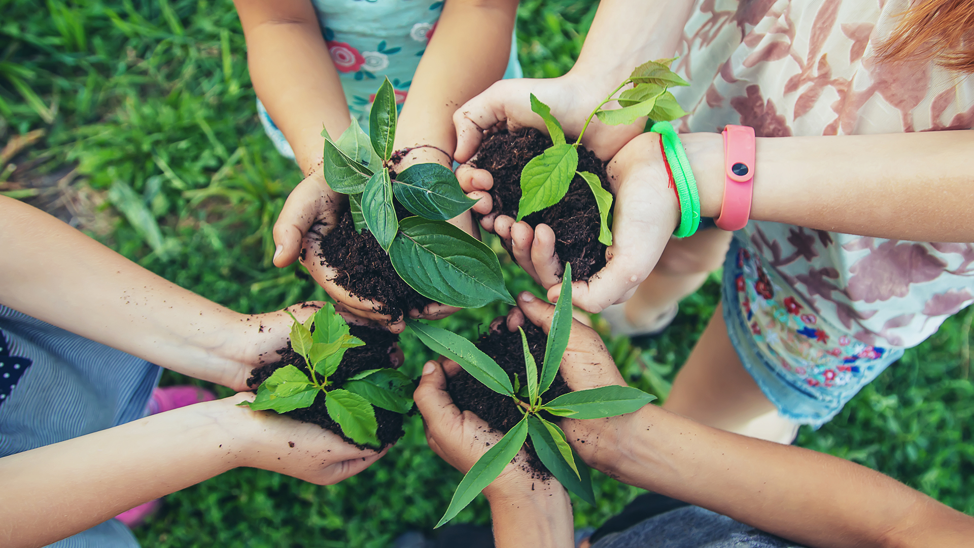 Mehrere Kinderhände halten junge grüne Pflanzen mit Erde in den Handflächen, aufgenommen von oben auf einer Wiese.